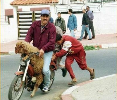 le mouton sur la moto